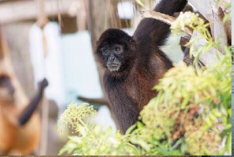 Spider monkeys at Monkey Island